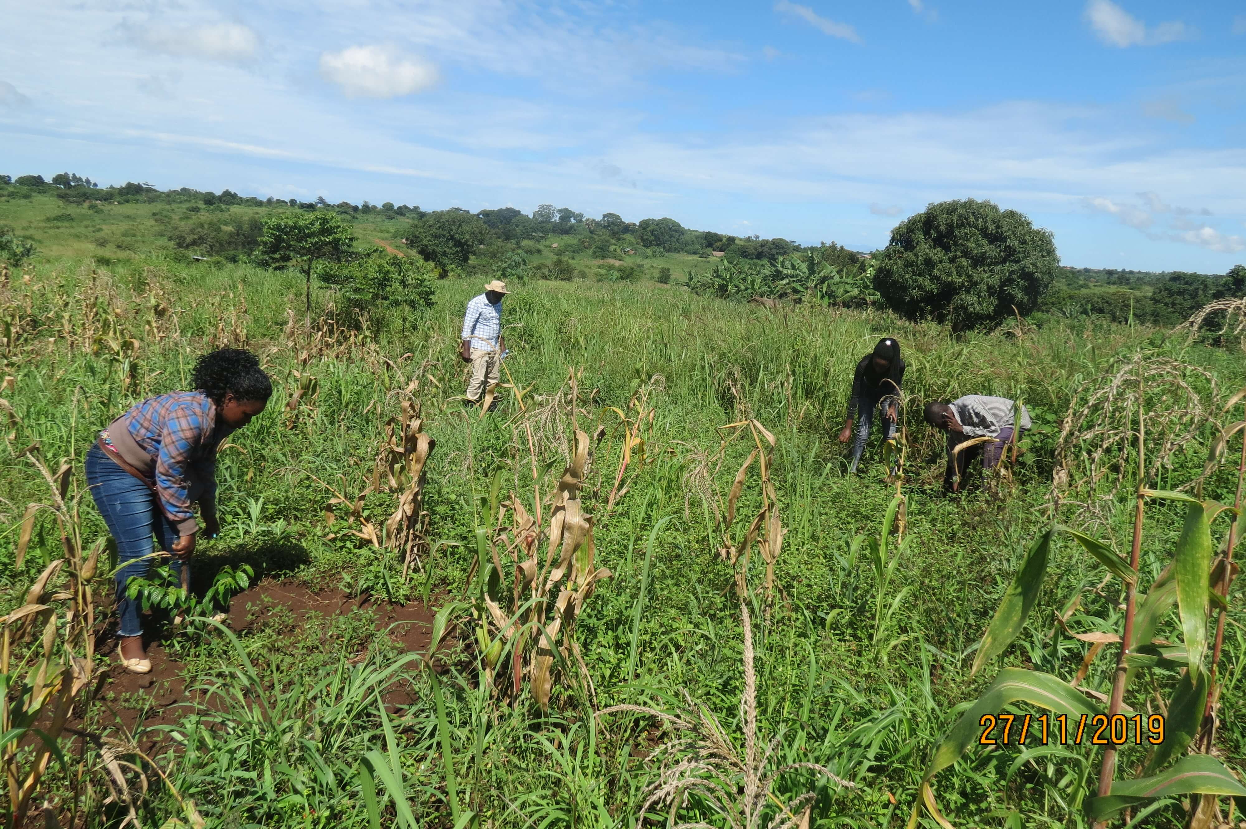 MICOD Community woodlot field monitoring