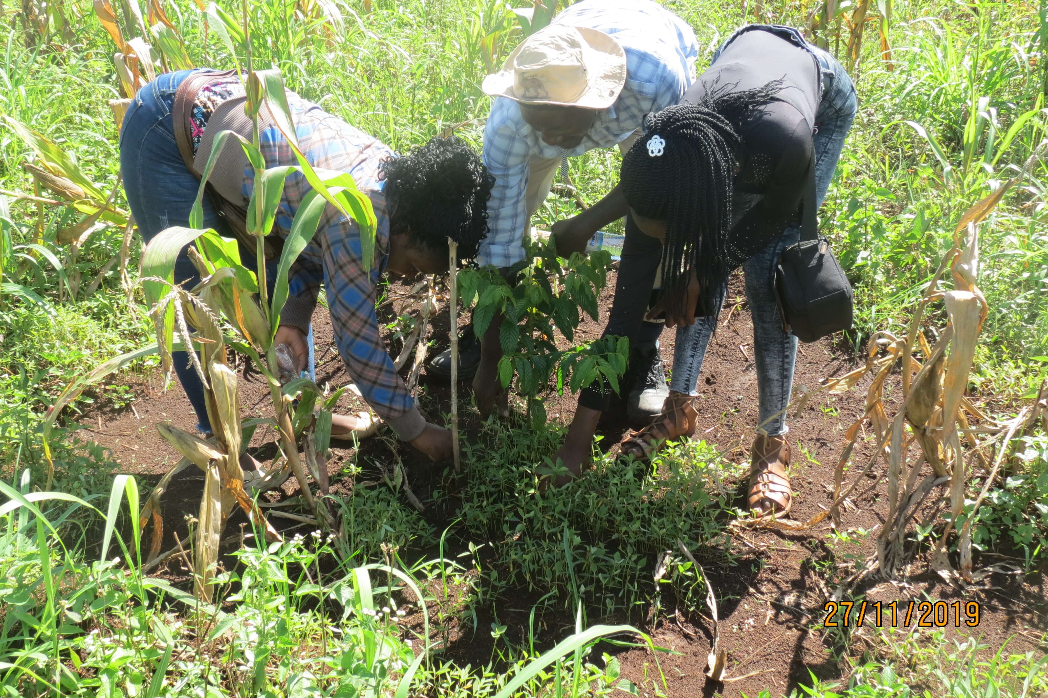 micod biodiversity